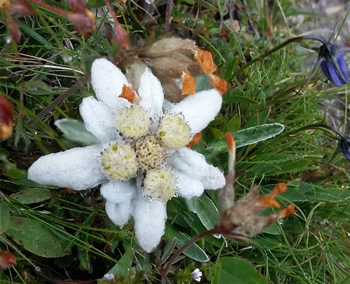 הנה אתה! Edelweiss